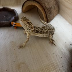 Bearded Dragon/ Reptile Enclosure 