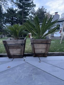 Palm Trees For Sale