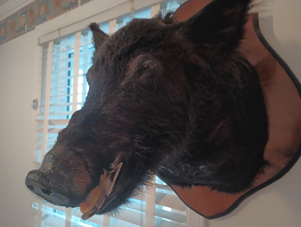 Wild Boar Mount 