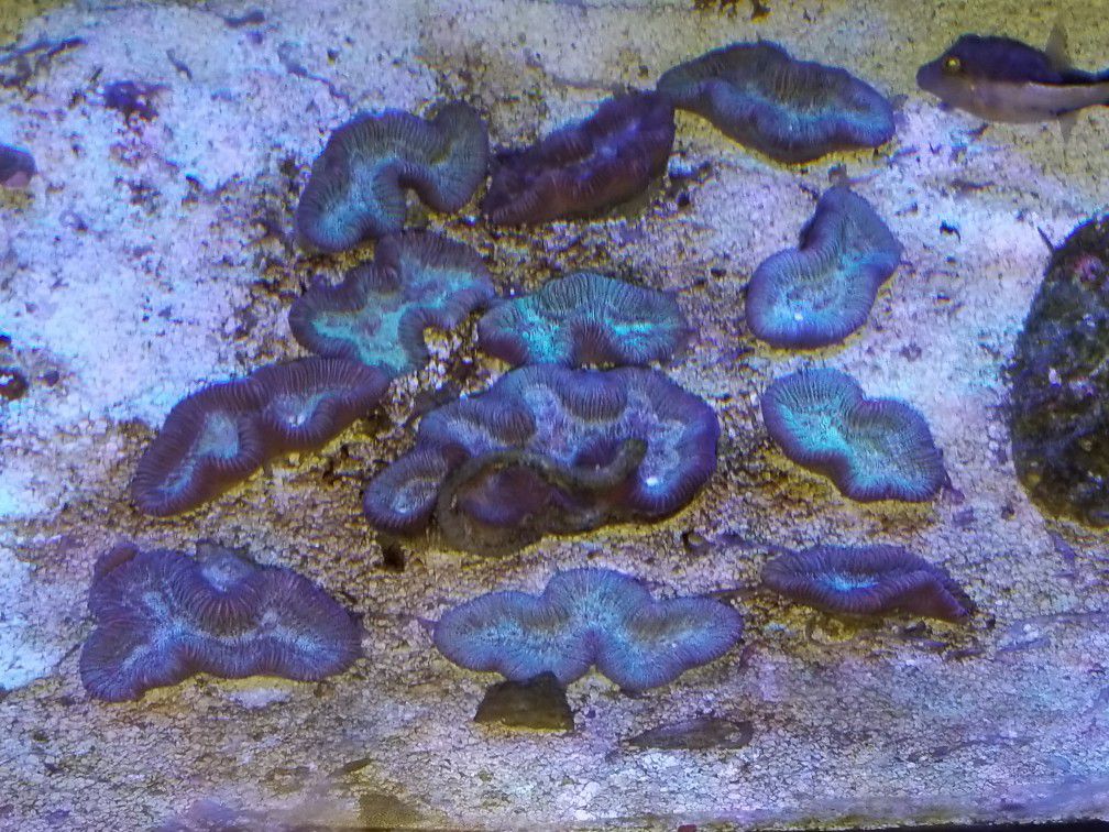 Baby frag brain coral