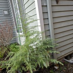Deodar cedar (or Himalayan cedar) tree