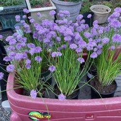  Chives