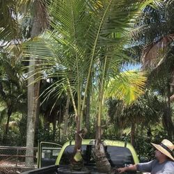 Coconut Palm 25 Gallon