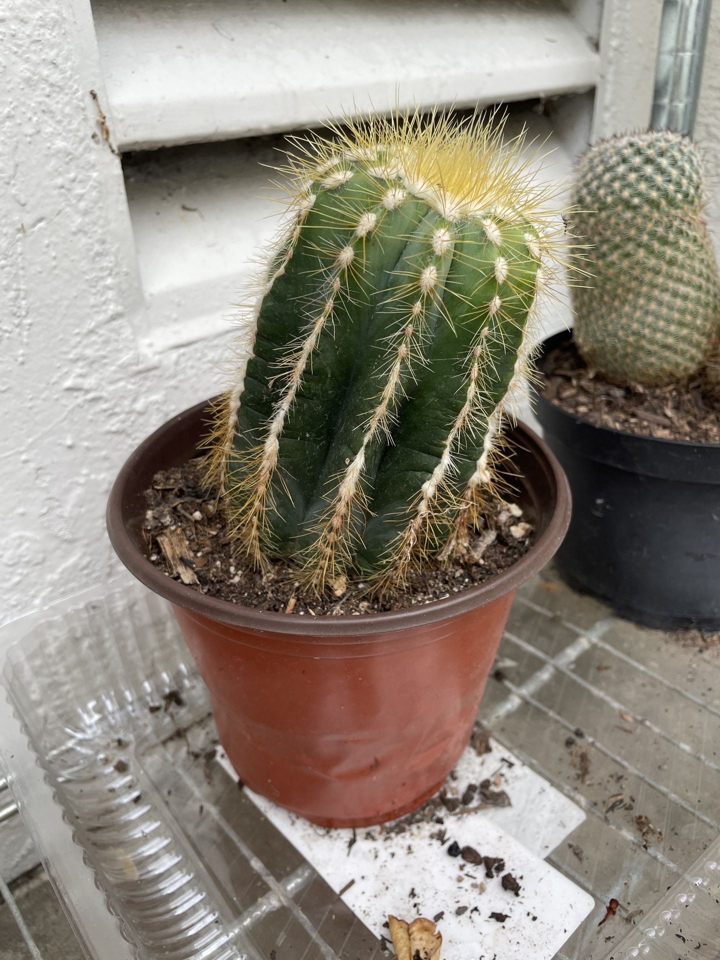 6in Pot Cactus Plant