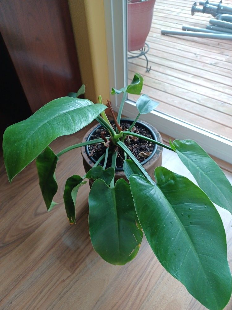 Philodemdrum Congo Green