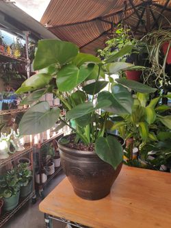 Monstera Deliciosa Indoor Plant