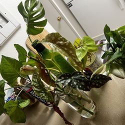 Various Plant Cutting (Buy One Jar Get One Free)