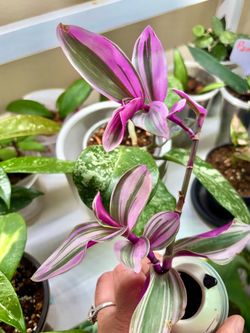 Tradescantia Nanouk