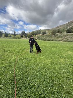 Dog Training