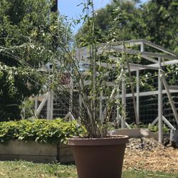 Mature Goji Berry Plant