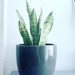 Snake Plant In 9.5 Inch Pot 