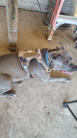 Large Dog Harness , 5.00 Each