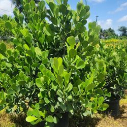 Beautiful Clusias Plants For Inmediate Privacy!!! About  6 Feet Tall 