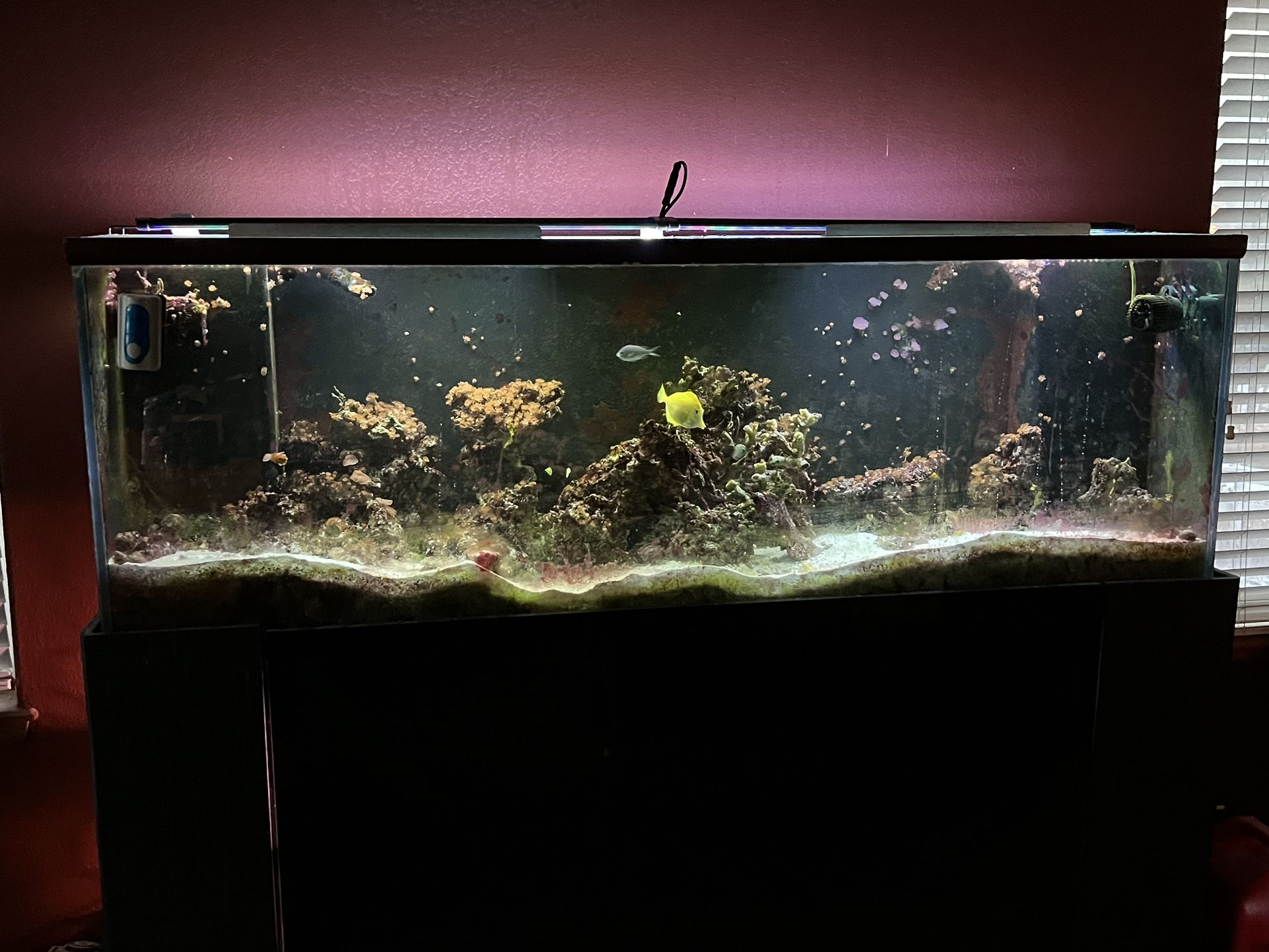 135 Gallon Saltwater Fish Tank With Stand. Complete Package.