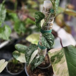 Scindapsus Variegated Mayari