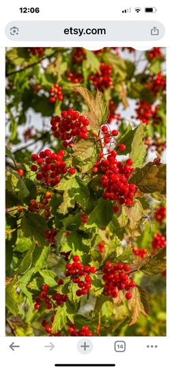 Evropean cranberry Tree