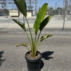 Bird Of Paradise