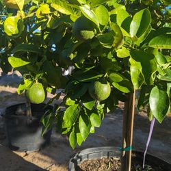 $275 Each Fruiting Citrus Trees 