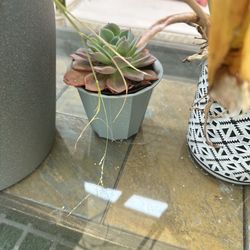 Plants / succulents, and 3 small pots