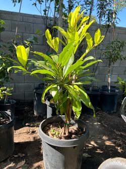 Mamey fruit tree