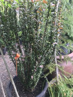 Helmond pillar upright barberry