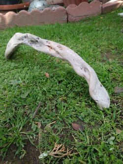 Natural Driftwood For Aquariums Terrariums Decor