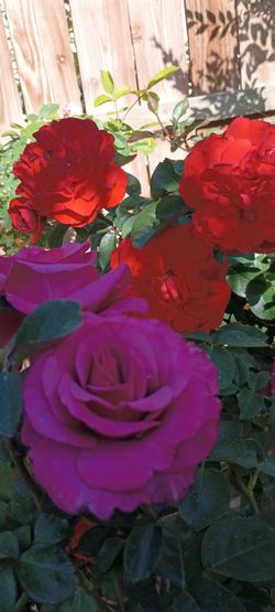 Rose plants 🌹