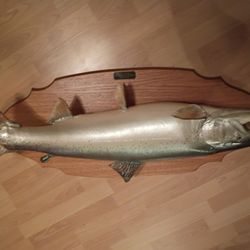 27 Inch 32lb Chinook Taxidermy Fish With Mount And Plaque