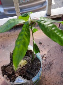 Mango Plant