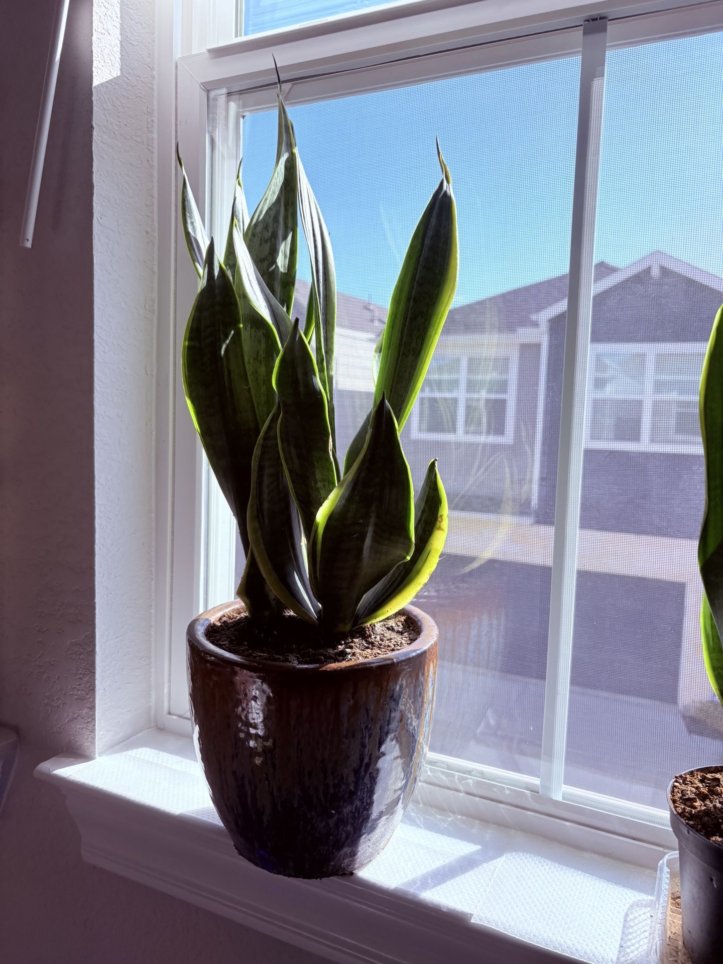 Variegated snake plant in ceramic pot