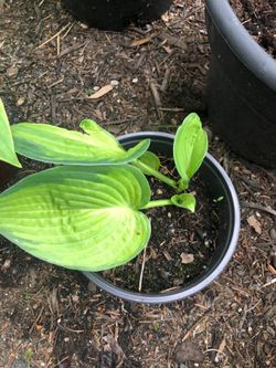 Hosta