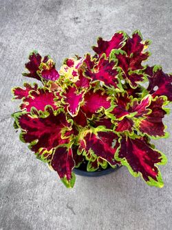 Solar Flare Coleus Outdoor Plant