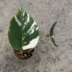 Monstera Mint