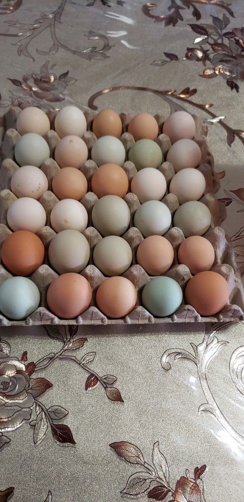 Huevos De Gallina Y Gallinas En Benta Organicos