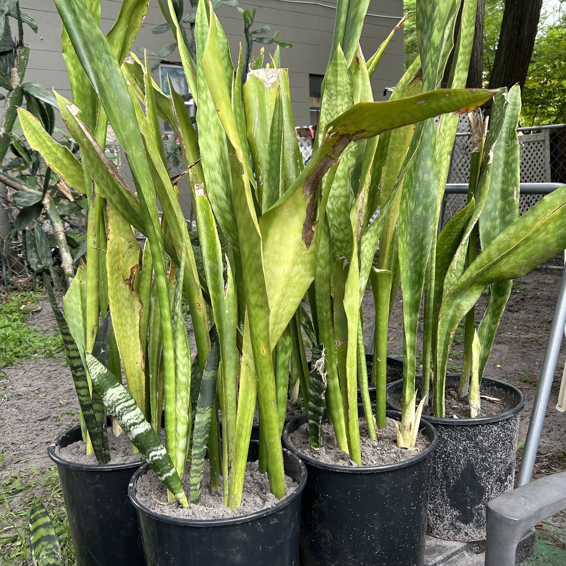 Snake Plant Sale (2 For $15)