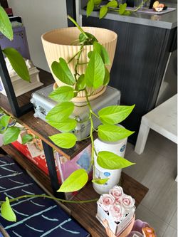 pothos clipping