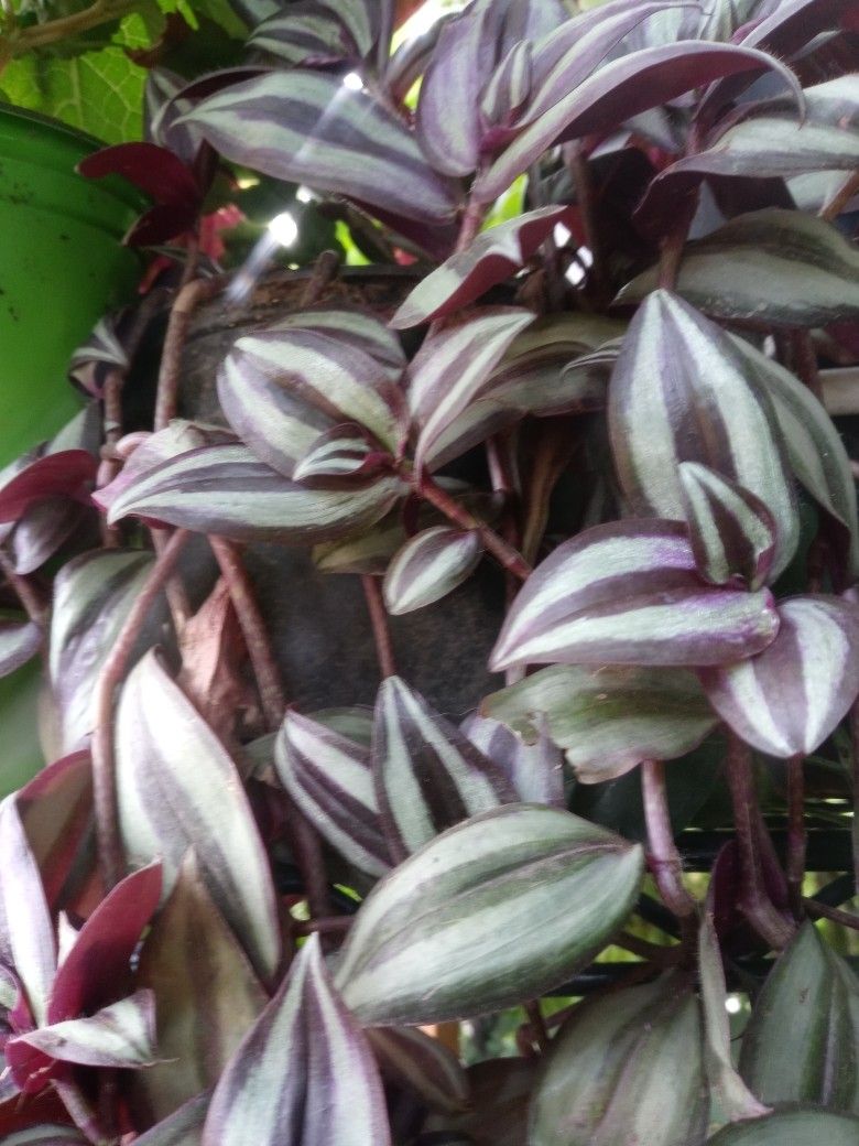 Planta Cebra