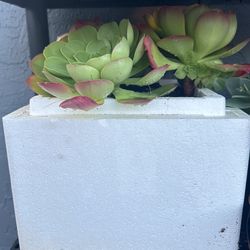 Succulents