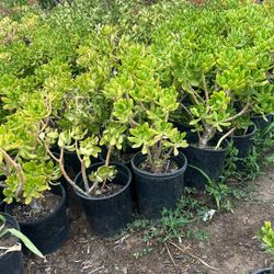 Plants 