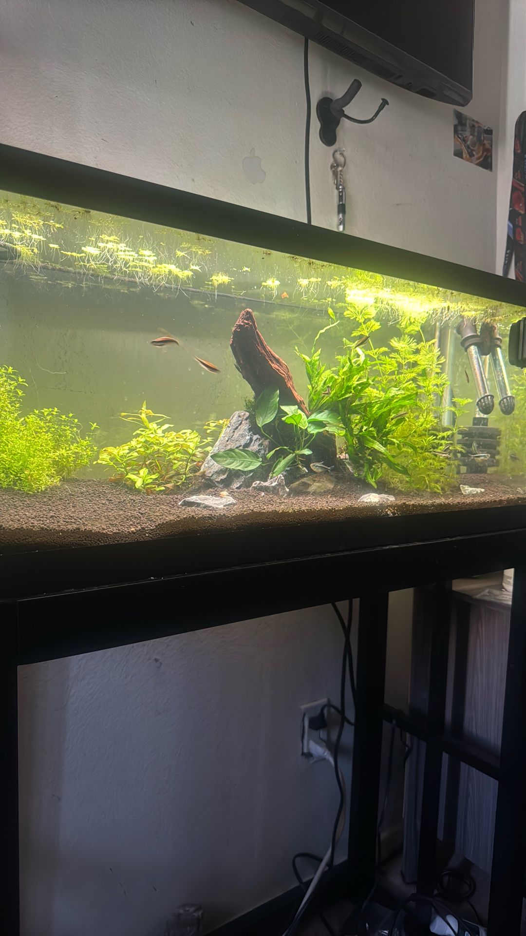 Fish Tank