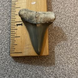Shark Fossil