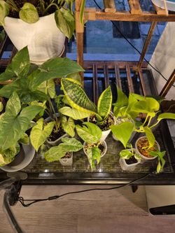 #7 plant bundle