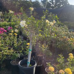 Hibuscus Patio Tree
