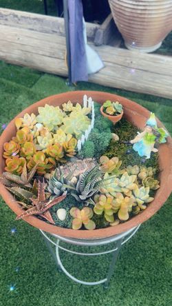 Succulent Arrangement in Terra Cotta Bowl
