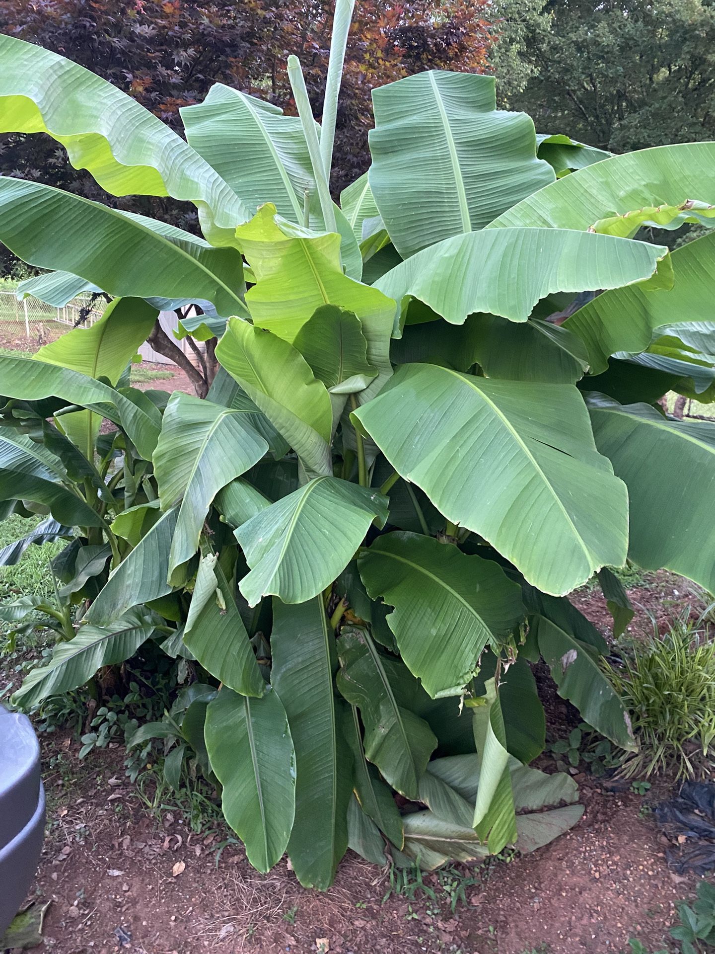 Banana Trees. $10 Each