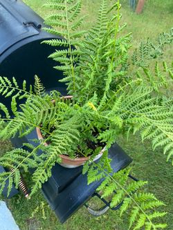 Lady Fern In 8" Clay Terra Cotta Pot With Drainage