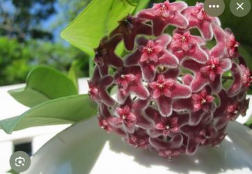 4” xl Hoya bright one splash