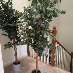 6' Ficus Silk Tree With Modern pots   x  2 