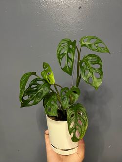 4 in Monstera Adansonii in Self Watering Pot