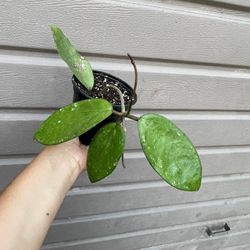 4” hoya merrillii